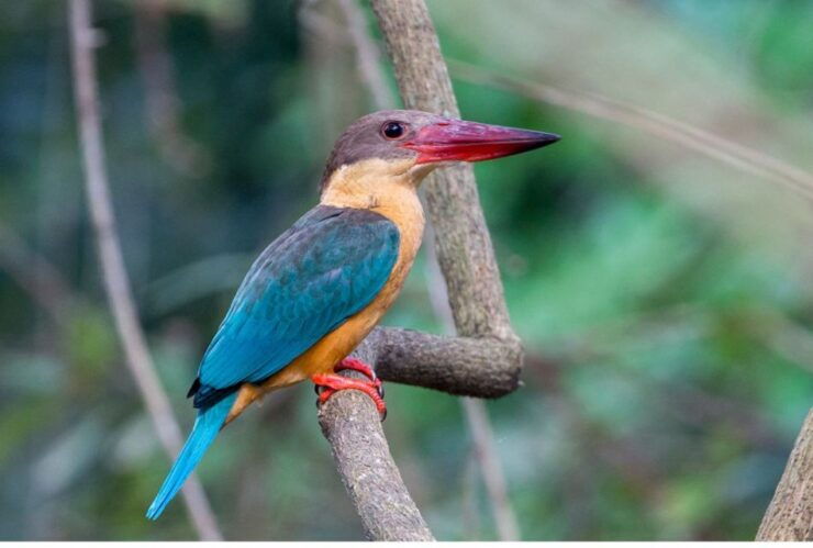 From Colombo: Madu River Safari & Turtle Hatchery Visit - Activity Highlights