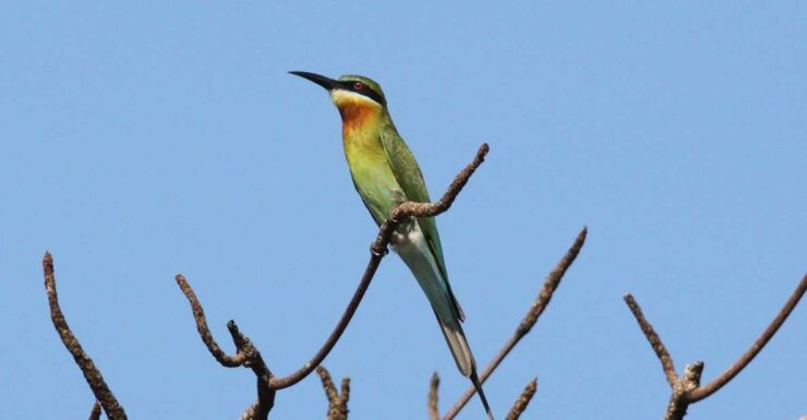 From Colombo: Muthurajawela Sanctuary Bird Watching Tour - Booking Information