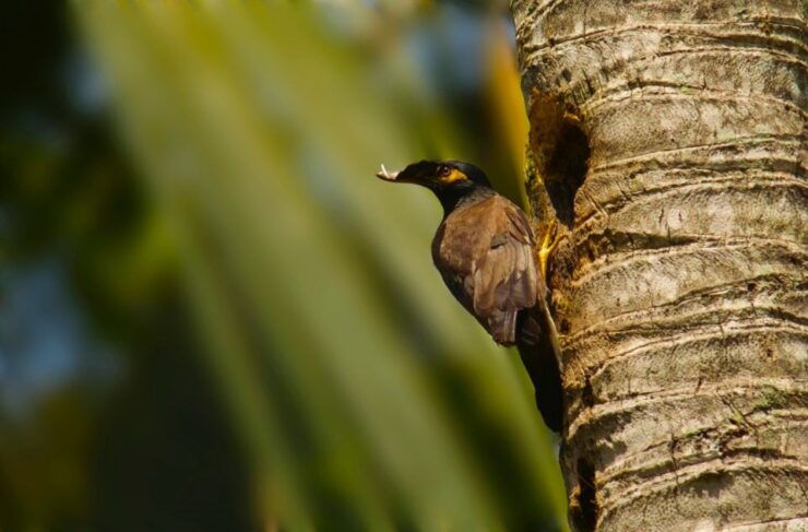 From Colombo-Negombo-Bentota-Kalutara: Sinharaja Hike - Activity Details