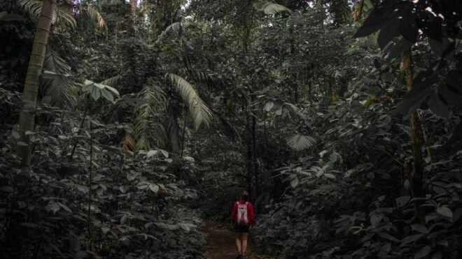 From Colombo-Negombo-Bentota-Kalutara: Sinharaja Hike - Reviews and Feedback