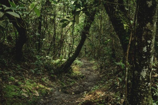 From Colombo-Negombo-Bentota-Kalutara: Sinharaja Hike - The Sum Up