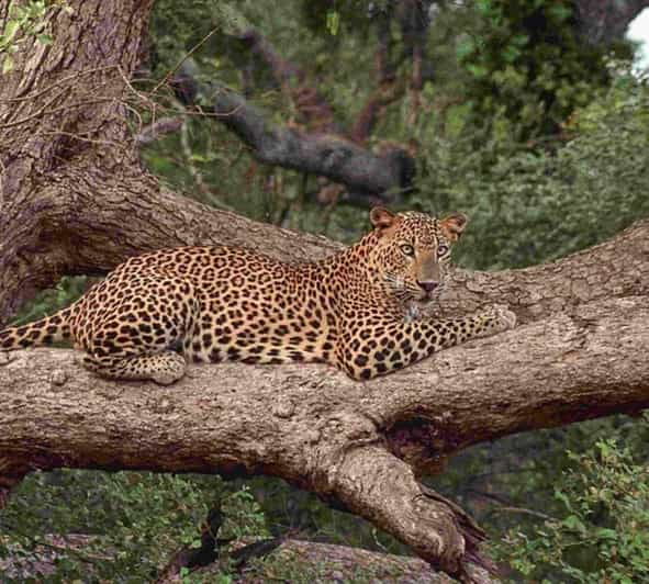 From Colombo/Negombo Day Trip to Yala National Park Safari - Itinerary Highlights