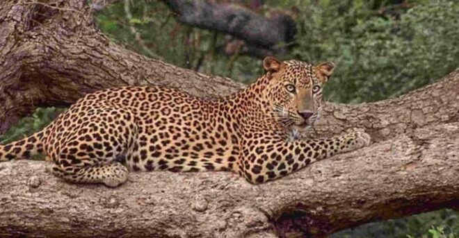 From Colombo/Negombo Day Trip to Yala National Park Safari - Wildlife Viewing Experience