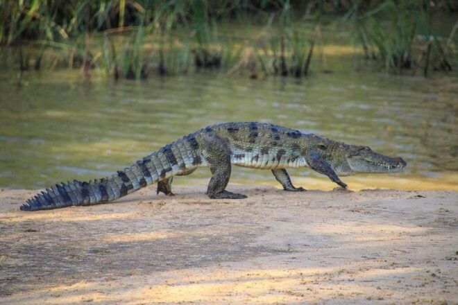 From Colombo/Negombo Day Trip to Yala National Park Safari - Transportation Details