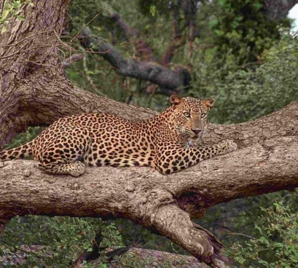 From Colombo/Negombo Day Trip to Yala National Park Safari - Exclusions and Limitations