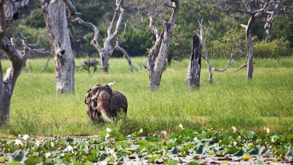 From Colombo/Negombo Day Trip to Yala National Park Safari - Important Travel Tips