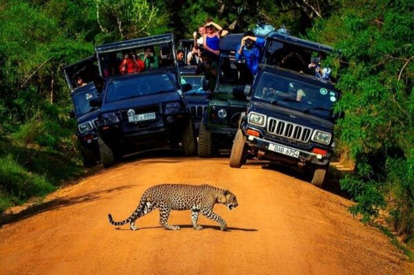 From Colombo/Negombo Day Trip to Yala National Park Safari - Booking Information and Policies