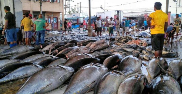 From Colombo: Negombo Fishing Village Tour by Tuk-Tuk - Tour Highlights