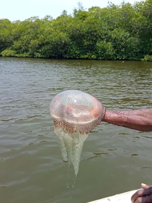 From Colombo/Negombo: Galle, Madu River, and Turtle Hatchery - Good To Know