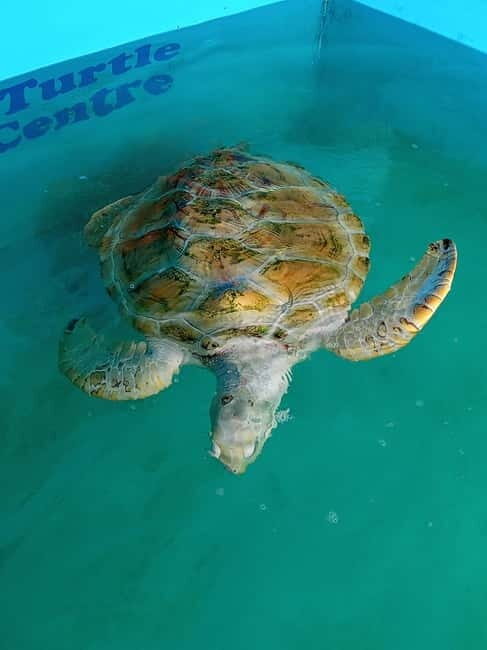 From Colombo/Negombo: Galle, Madu River, and Turtle Hatchery - An In-Depth Look at the Tour Experience