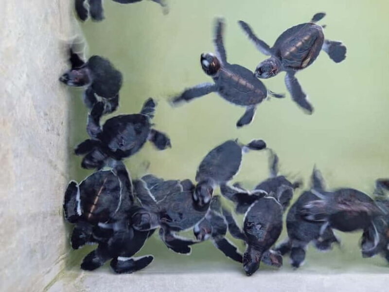 From Colombo/Negombo: Galle, Madu River, and Turtle Hatchery - Is This Tour Worth It?