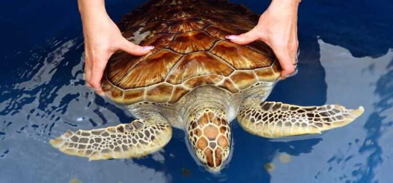 From Colombo/Negombo: Galle, Madu River, and Turtle Hatchery - FAQs