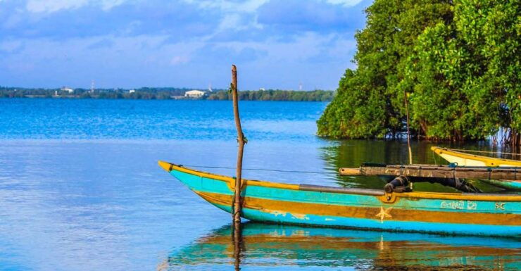 From Colombo/Negombo: Muthurajawela Bird Watching Day Trip - Booking Details