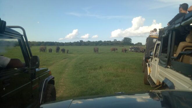 From Colombo/Negombo to Sigiriya, Dambulla Day Trip & Safari - Full Description