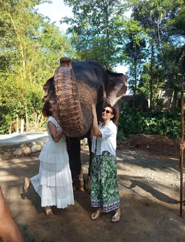 From Colombo or Negombo: Pinnawala, Kandy & Tea Factory Tour - Good To Know