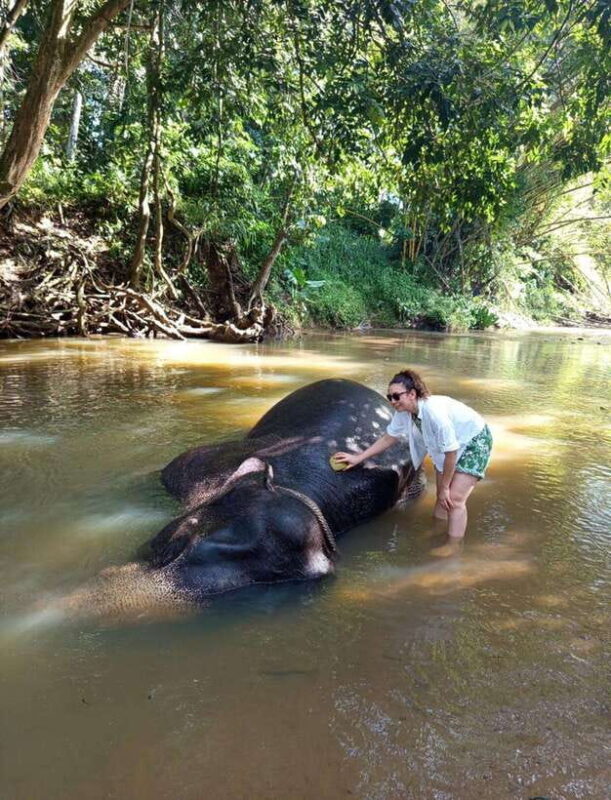 From Colombo or Negombo: Pinnawala, Kandy & Tea Factory Tour - The Sum Up