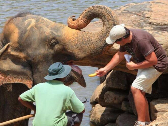 From Colombo: Pinnawala Elephant Orphanage & Kandy Day Tour - Recommendations for Travelers