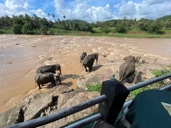 From Colombo Port : Shore Excursions Pinnawala - Tips for a Great Experience