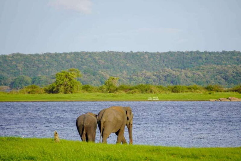 From Colombo: Private 2-Day Trip Dambulla, Sigiriya & Safari - Pricing & Value