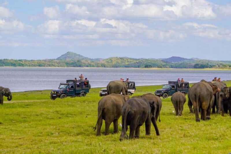 From Colombo: Private 2-Day Trip Dambulla, Sigiriya & Safari - Final Thoughts: Is This Tour Right for You?