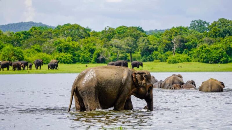 From Colombo: Private 2-Day Trip Dambulla, Sigiriya & Safari - Transportation & Logistics