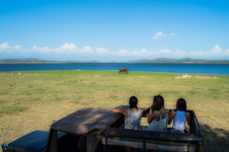 From Colombo: Private Minneriya National Park Day Safari - Safari Experience