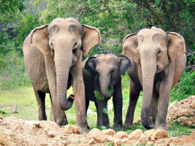 From Colombo: Sigiriya and Dambulla Day Trip With Safari - Activity Details