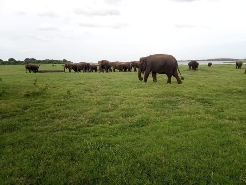 From Colombo: Sigiriya / Dambulla & Safari Day Tour - Dambulla Cave Temple