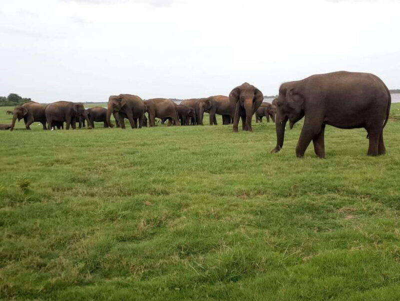 From Colombo: Sigiriya / Dambulla & Safari Day Tour - Return Journey