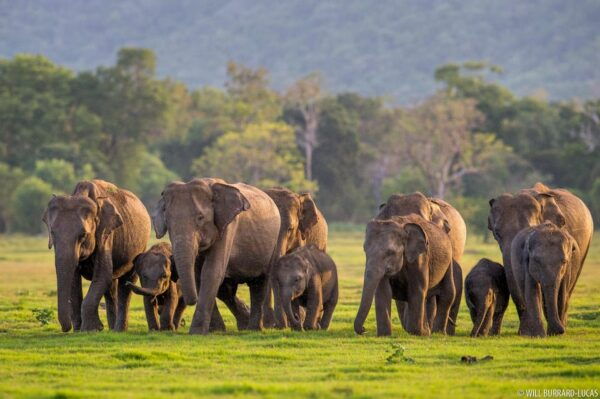 From Colombo: Sigiriya / Dambulla & Safari Day Tour - Frequently Asked Questions