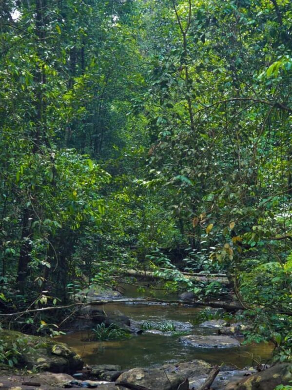 From Colombo: Sinharaja Kithul Toddy Tasting & Stream Bath - FAQs