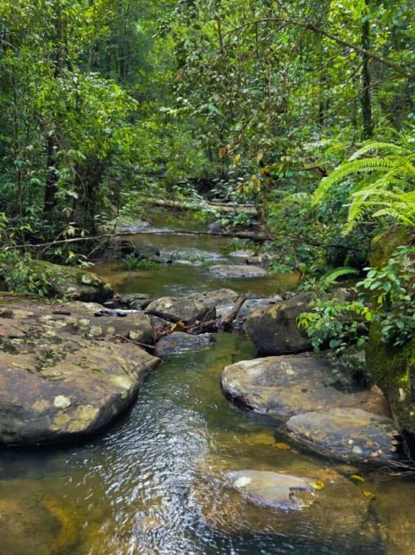 From Colombo: Sinharaja Kithul Toddy Tasting & Stream Bath - Good To Know