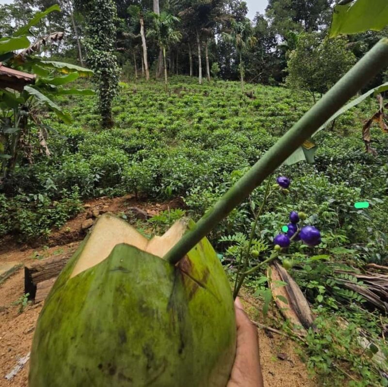 From Colombo: Sinharaja Kithul Toddy Tasting & Stream Bath - Exploring the Heart of Sri Lanka: What to Expect