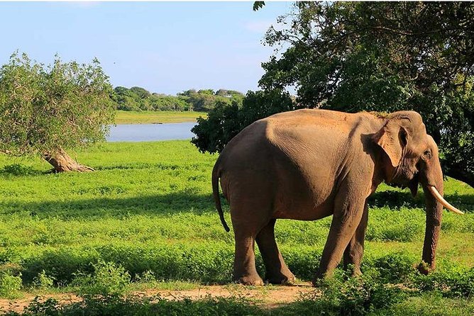 From Colombo to Sigiriya Lion Rock & Minneriya Half Day Safari - Pickup Options