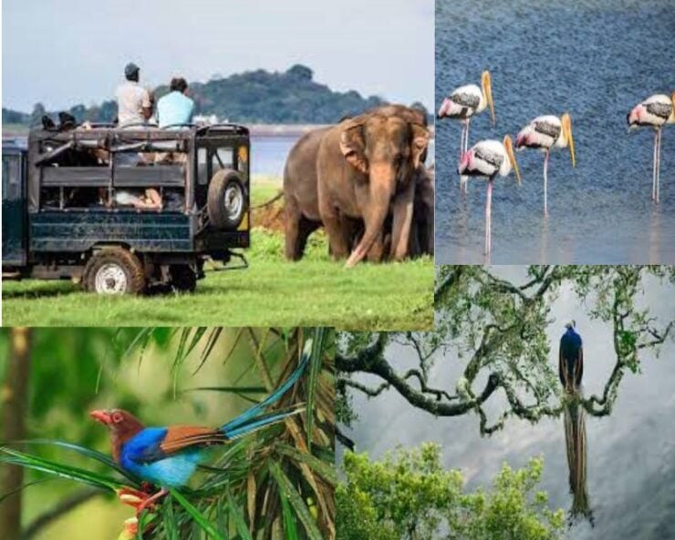 From Colombo To Yala National Park Safari Tour - Booking Details