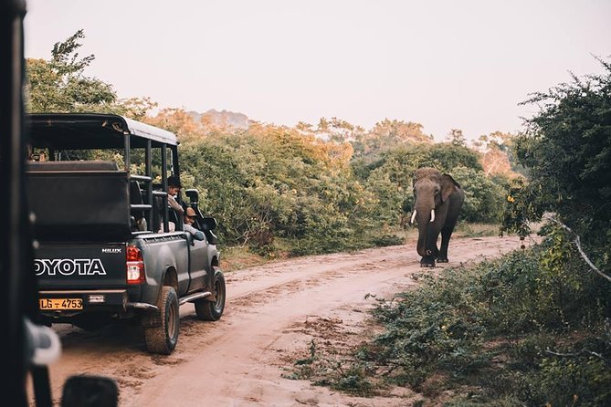 From Colombo: Udawalawa National Park Wildlife Safari - Private Transportation Included
