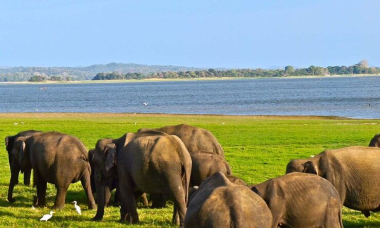 From Colombo: Udawalawa Safari & Elephant Transit Home Tour - Safari Experience Highlights
