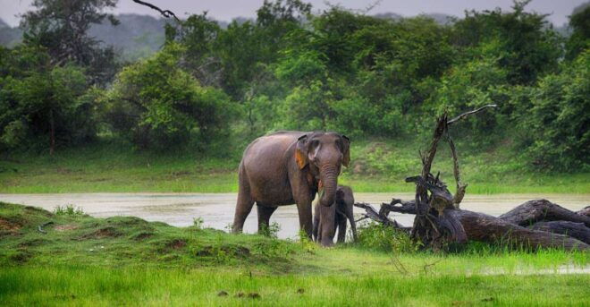 From Colombo: Udawalawa Safari & Elephant Transit Home Tour - Wildlife Encounters