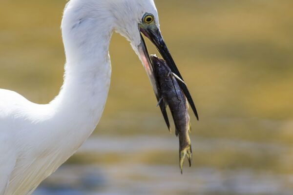 From Colombo: Udawalawa Safari & Elephant Transit Home Tour - Udawalawa National Park