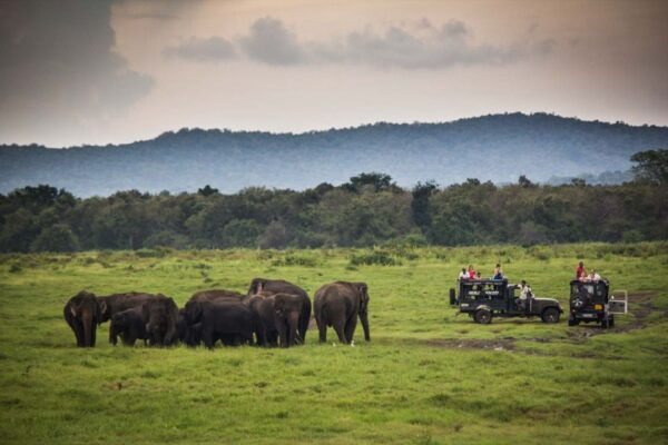 From Colombo: Udawalawa Safari & Elephant Transit Home Tour - Common Questions