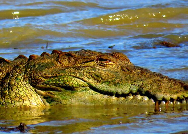 From Colombo: Udawalawa Safari Park and Transit Home - Ticket Information