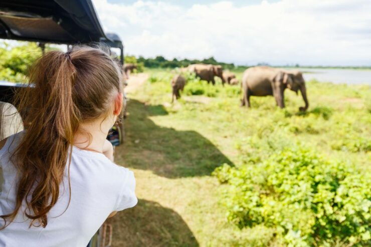 From Colombo: Udawalawa Safari Park and Transit Home - Safari Experience
