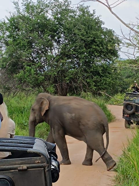 From Colombo: Udawalawe National Park Safari With Lunch - Good To Know