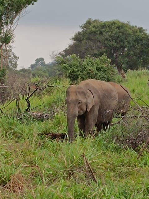 From Colombo: Udawalawe National Park Safari With Lunch - Safari Experience