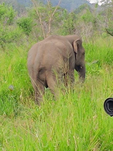 From Colombo: Udawalawe National Park Safari With Lunch - Wildlife Viewing Highlights