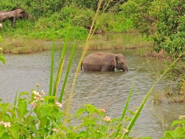 From Colombo: Udawalawe National Park Safari With Lunch - Booking and Cancellation Policy