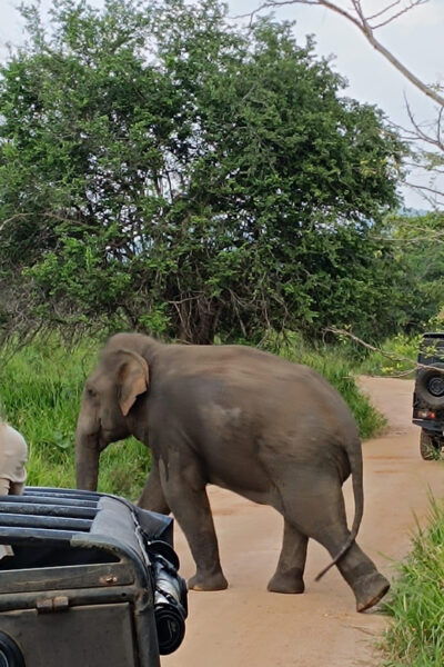 From Colombo: Udawalawe National Park Safari With Lunch - Tips for a Successful Safari