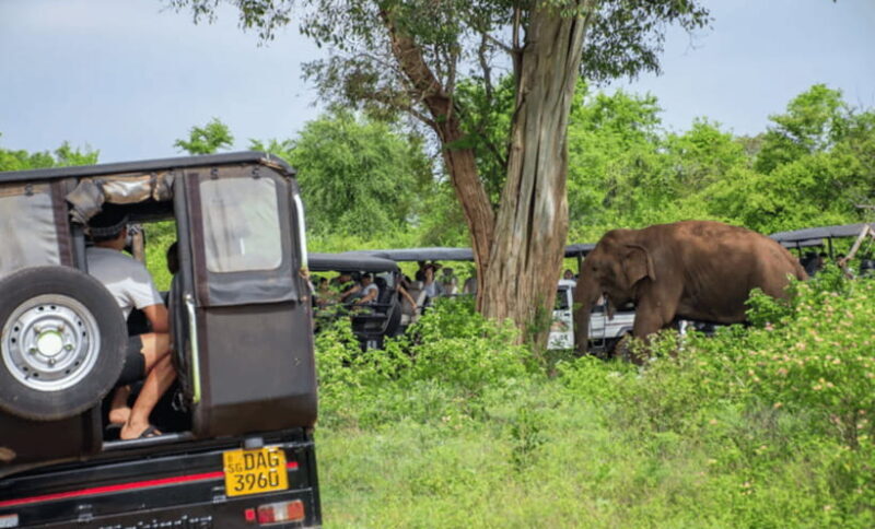 From Colombo: Udawalawe Park and Elephants Orphanage - Final Thoughts