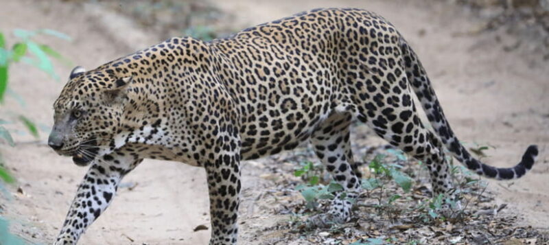 From Colombo: Wilpattu National Park Safari - The Route and What You Can Expect