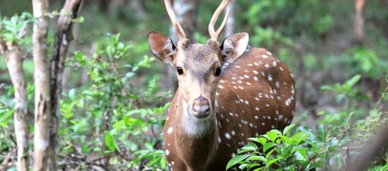 From Colombo: Wilpattu National Park Safari - Why Choose This Tour?